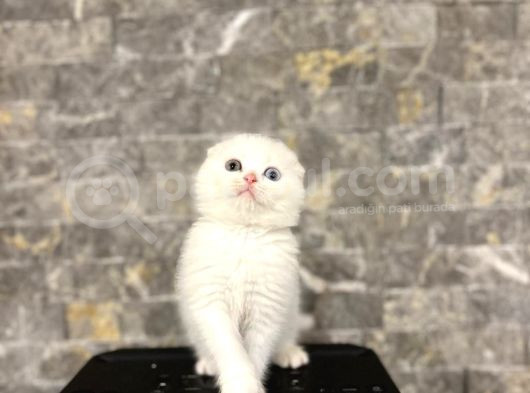 Bursanin En Seçki̇n Scottish Fold Yavrulari görsel