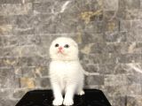 Bursanin En Seçki̇n Scottish Fold Yavrulari