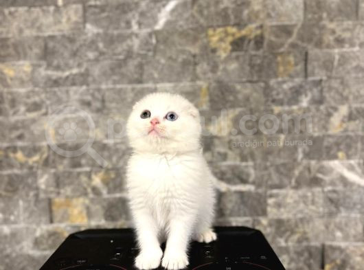 Bursanin En Seçki̇n Scottish Fold Yavrulari görsel