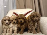 Orjinal maltipoo bebeklerim