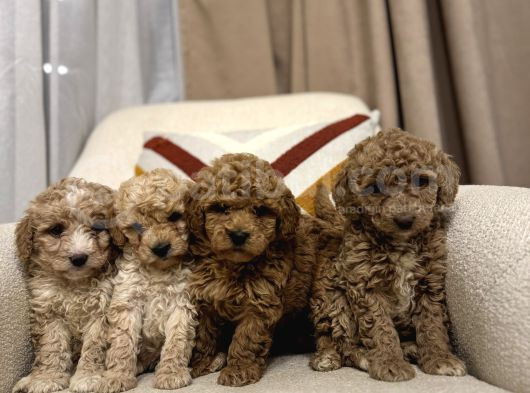 Orjinal Maltipoo Bebeklerim