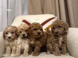 Orjinal Maltipoo Bebeklerim