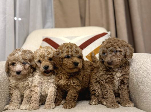 Orjinal Maltipoo Bebeklerim görsel
