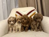 Orjinal Maltipoo Bebeklerim