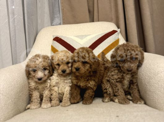 Orjinal Maltipoo Bebeklerim görsel