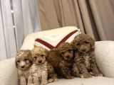 Orjinal Maltipoo Bebeklerim