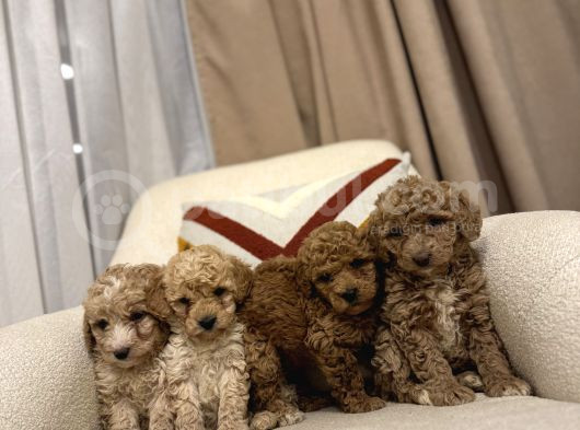 Orjinal Maltipoo Bebeklerim görsel