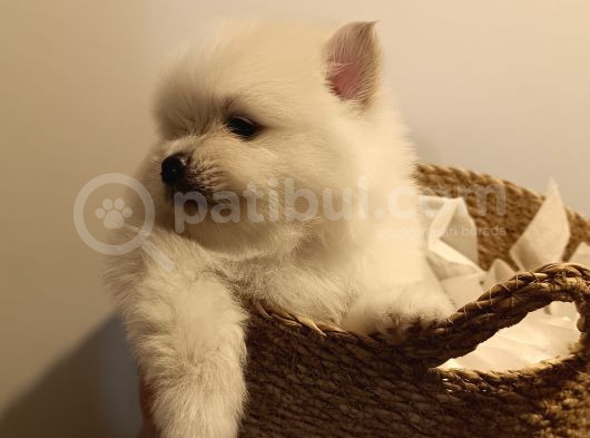 Bembeyaz Ayı Surat Yavru Pomerian Boo