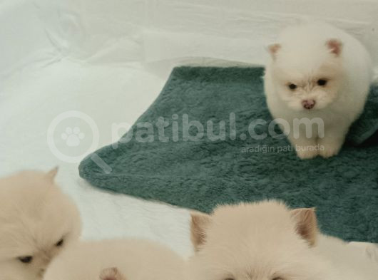 Bembeyaz Ayı Surat Yavru Pomerian Boo görsel