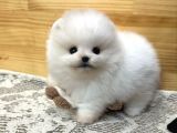 Pomerian Boo
