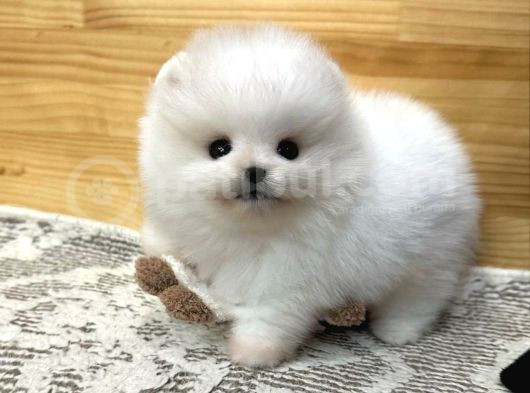 Pomerian Boo görsel