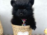 3 adet Pomeranian Boo yavrular