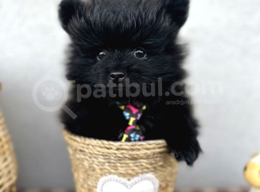 3 Adet Pomeranian Boo Yavrular