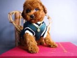 Red brown tuvalet eğitimli toy poodle yavrular 