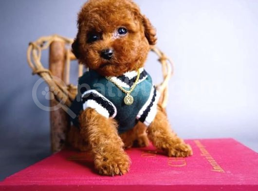Red Brown Tuvalet Eğitimli Toy Poodle Yavrular 