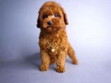 Red Brown Tuvalet Eğitimli Toy Poodle Yavrular 