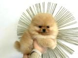 Pomerian Boo
