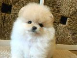Pomerian Boo