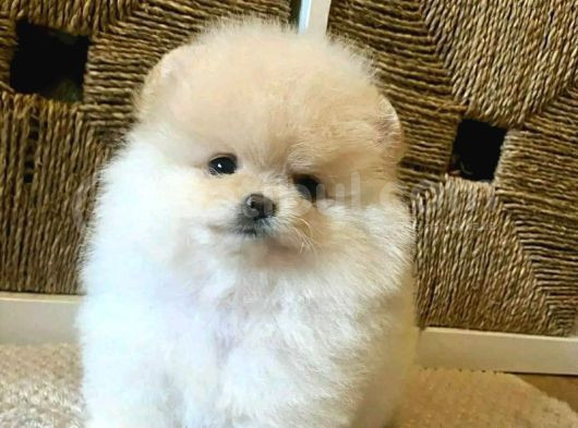 Pomerian Boo görsel