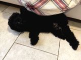 Safkan 3 Aylık Toy Poodle