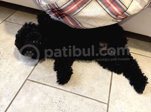 Safkan 3 Aylık Toy Poodle görsel