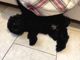 Safkan 3 Aylık Toy Poodle