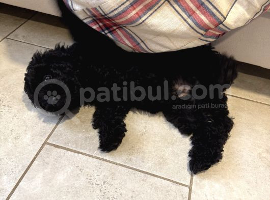 Safkan 3 Aylık Toy Poodle görsel