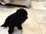 Safkan 3 Aylık Toy Poodle