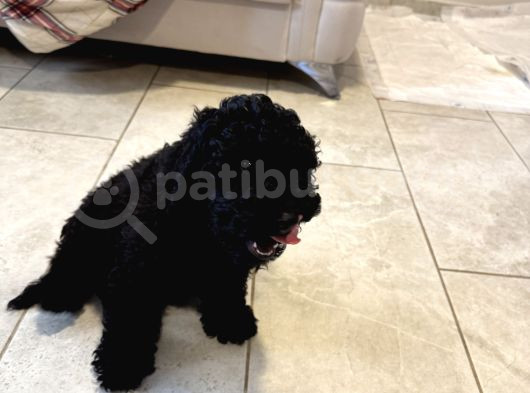 Safkan 3 Aylık Toy Poodle görsel