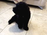 Safkan 3 Aylık Toy Poodle