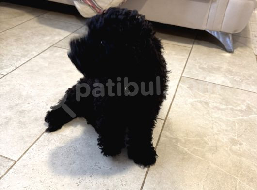 Safkan 3 Aylık Toy Poodle