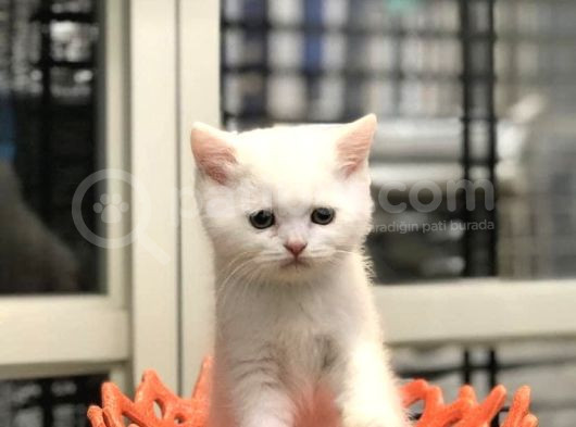 Bi̇rbi̇ri̇nden Güzel British Shorthai̇r Yavrulari görsel