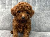 Kore kan Toy poodle Erkek yavru