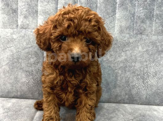 Kore Kan Toy Poodle Erkek Yavru
