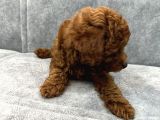Kore Kan Toy Poodle Erkek Yavru