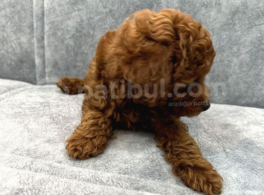 Kore Kan Toy Poodle Erkek Yavru görsel