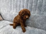 Kore Kan Toy Poodle Erkek Yavru