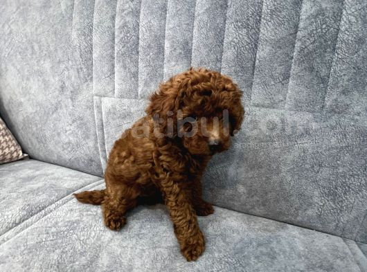 Kore Kan Toy Poodle Erkek Yavru görsel