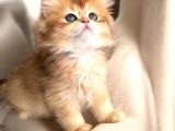 Golden ny12 longhair erkek bebek