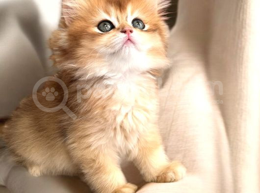 Golden Ny12 Longhair Erkek Bebek