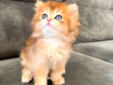 Golden Ny12 Longhair Erkek Bebek