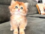 Golden Ny12 Longhair Erkek Bebek
