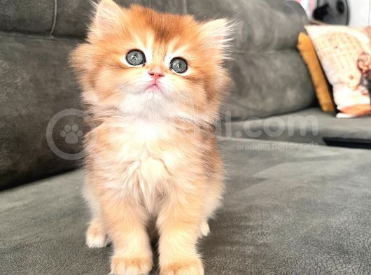 Golden Ny12 Longhair Erkek Bebek görsel