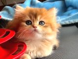 Golden Ny12 Longhair Erkek Bebek