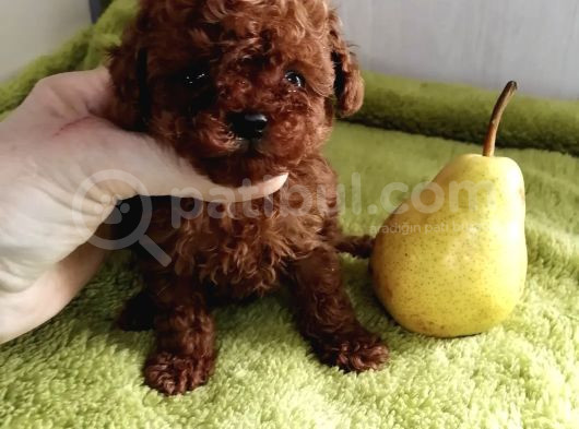 Toy Poodle Red Brown Kore Ultra Mini Yavrularımız