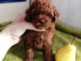 Toy Poodle Red Brown Kore Ultra Mini Yavrularımız