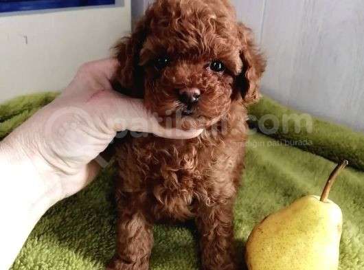 Toy Poodle Red Brown Kore Ultra Mini Yavrularımız görsel