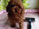 Toy Poodle Red Brown Kore Ultra Mini Yavrularımız