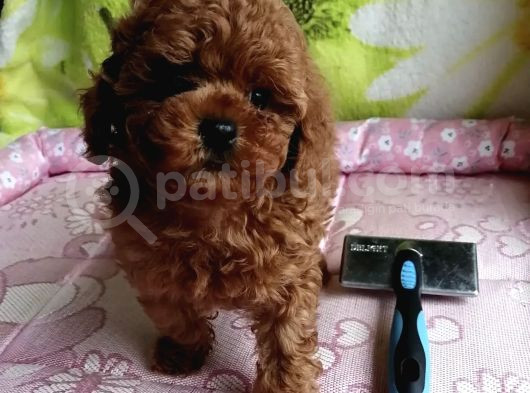 Toy Poodle Red Brown Kore Ultra Mini Yavrularımız görsel