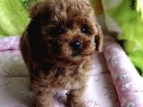 Toy Poodle Red Brown Kore Ultra Mini Yavrularımız